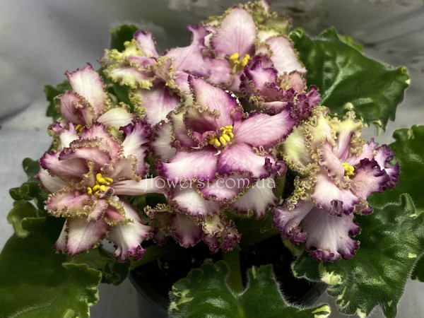 Фіалка АВ-Буря Эмоций