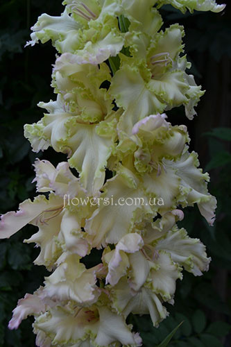 Гладіолус Воздушний замок 