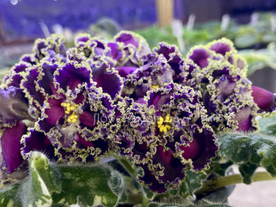 Фіалка ЛФ-Интрига Вечера