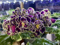 Фіалка ЛФ-Интрига Вечера