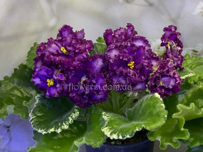 Фіалка АВ-Каймановы Острова (спорт)