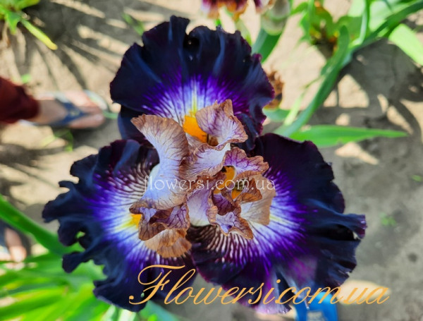 Ирис Mixed Signals Миксид Сигналс (Keppel 2016)