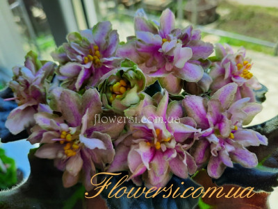 Фиалка Dn-Рахат-Лукум