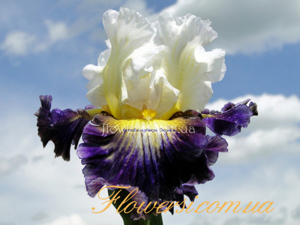   Ирис Флэш оф Брилиенс  (Flash of Brilliance)