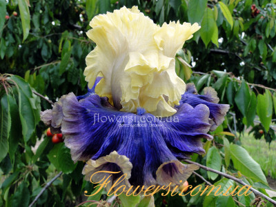 Ирис  Форейн Эгент (Foreign Agent)