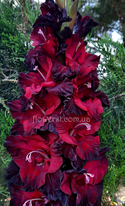 Гладiолус Обятія Ночі 