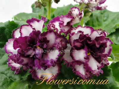 Фиалка АВ-Мимими (спорт) 