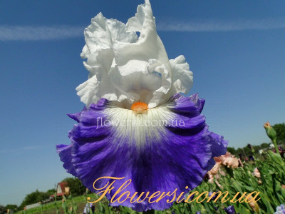 Ирис Ласт Лаф (Last Laugh) 