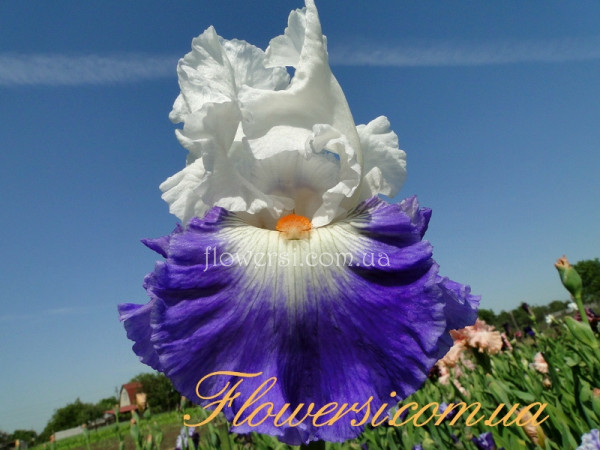 Ирис Ласт Лаф (Last Laugh) 