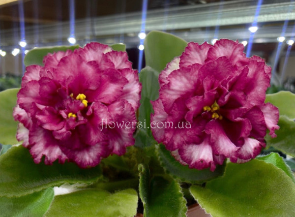 Фіалка KZ-Медовый Месяц