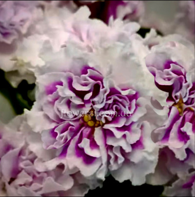 Фіалка АВ-Королевская Герань