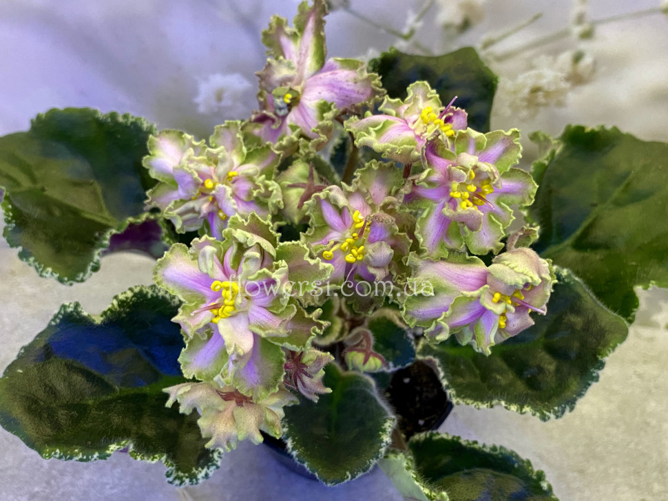 Фіалка АВ-Розовый Пеликан 