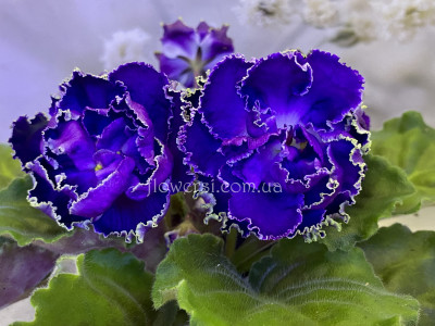 Фіалка ОВ-Очі Дівочі