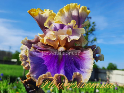 Ирис Айм Олл Шок- (Ап I'm All Shook Up )