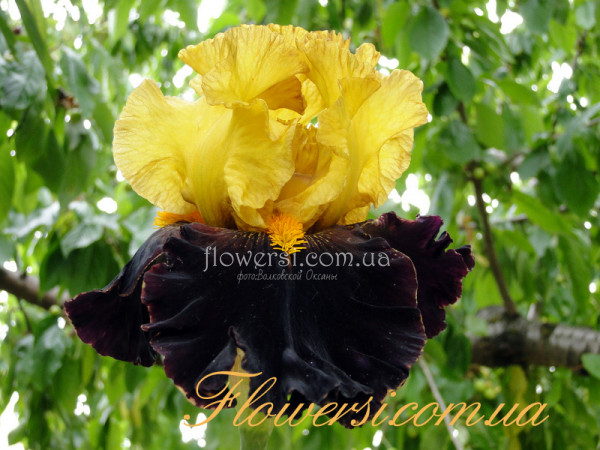 Ирис Спайс Рэк  (Spice Rack)