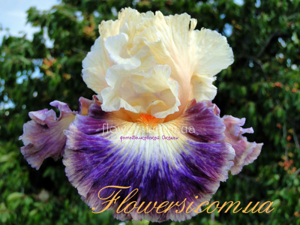 Ирис Колор Вил (Color Wheel) 