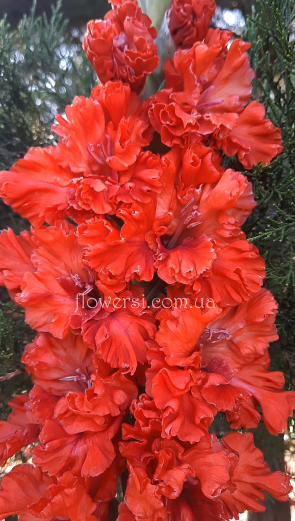 Гладiолус Юра Шевчук -махровий