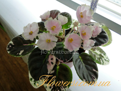 Фиалка ЛЕ-Хрустальный Перезвон (полумини)