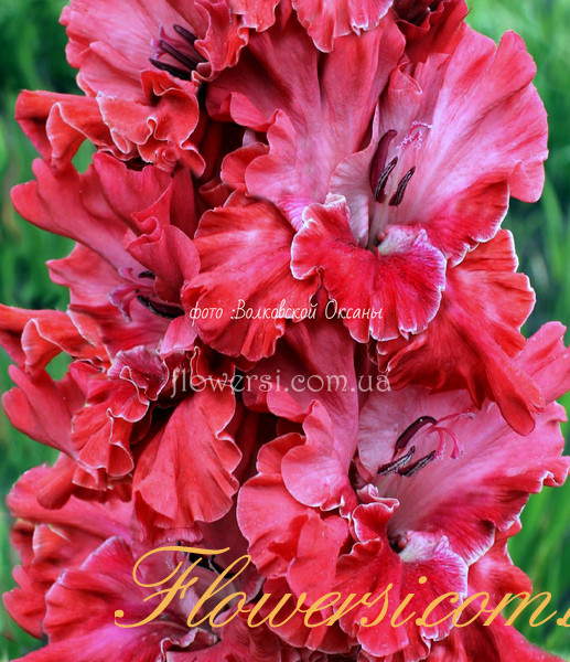 Гладiолус Кармен-Сюїта