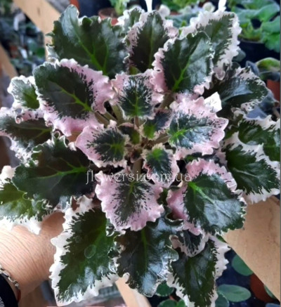 Фиалка ВаТ-Глория 