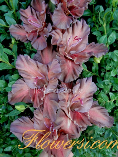 Гладiолус Ель-Діабло 