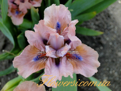 Ирис Вайбс (Vibes) 