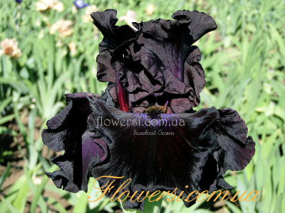 Ирис Кримсон Лайт (Crimson Light) 