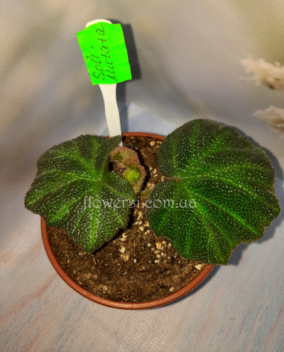 Бегонія Soli-Mutata