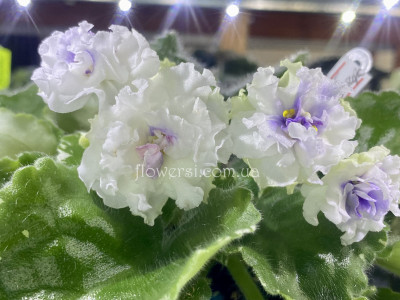 Фіалка SV-Мисс Атлантида