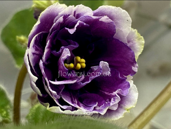 Фіалка ПТ-Ежевичный Ликер