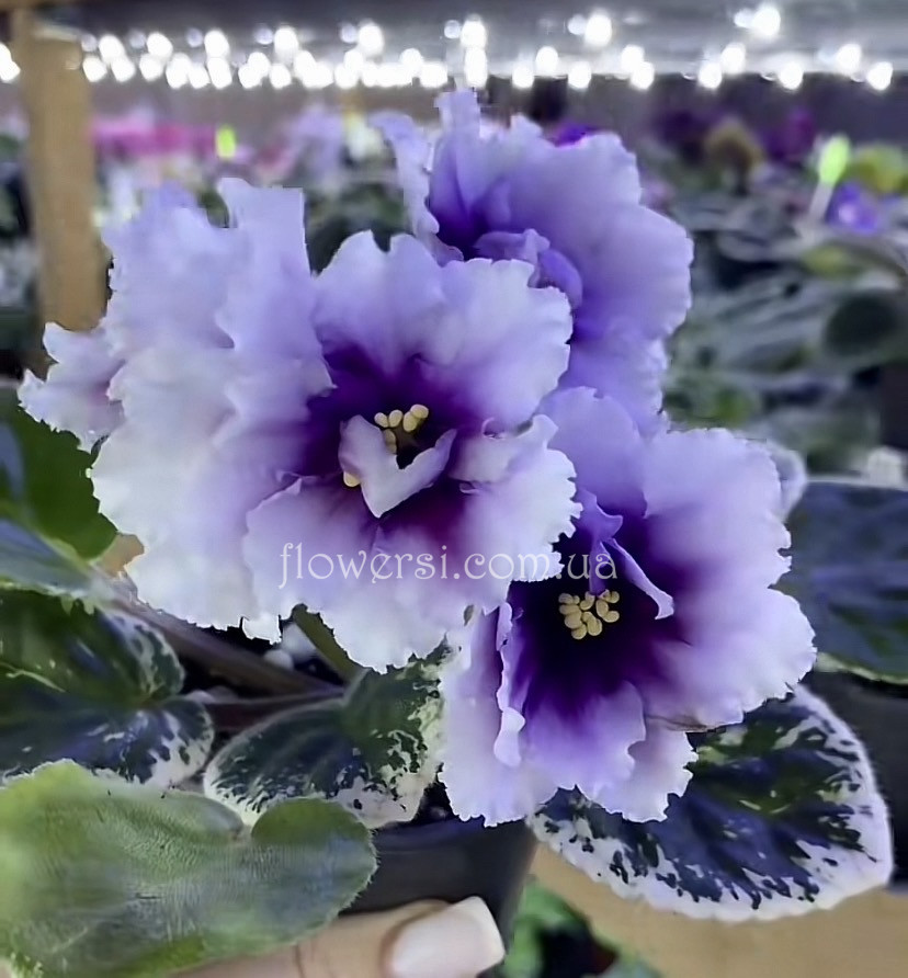 Фіалка ПТ-Ежевичный Ликер