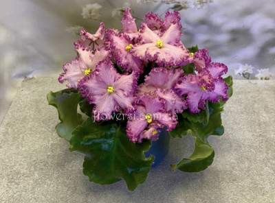 Фіалка РМ-Принцесса Турандот (люкс)