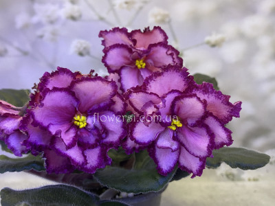 Фіалка ОВ-Валентинка