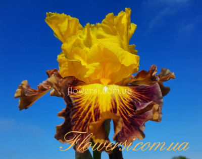 Ирис Tiger Stripe/ Тайгэ Страйп