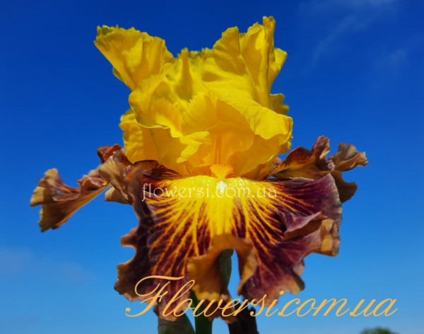 Ирис Tiger Stripe/ Тайгэ Страйп