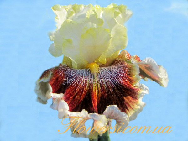 Ирис  Вондерс Неве Сис (Wonders Never Cease)