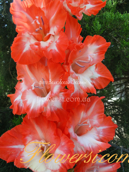 Гладiолус Кріс Крінгл 