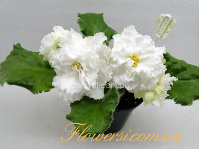 Фиалка АВ-Белый Медведь