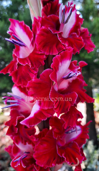 Гладiолус Шадоу Дансер 