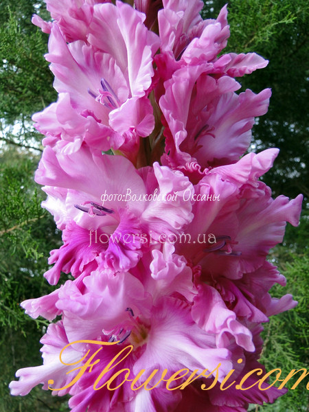 Гладiолус Артемiда 