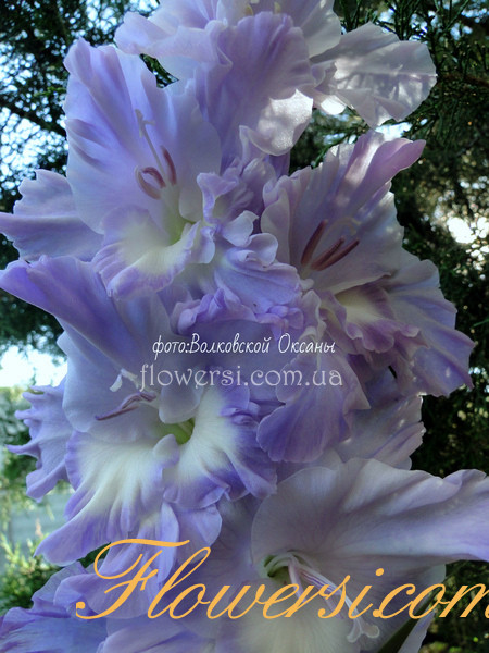 Гладiолус  Голубая Метель  