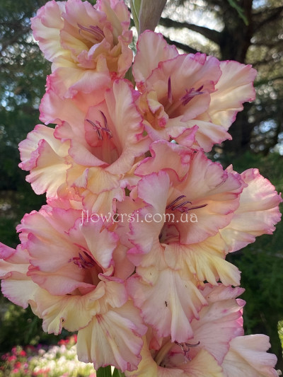 Гладiолус Круживний бант 