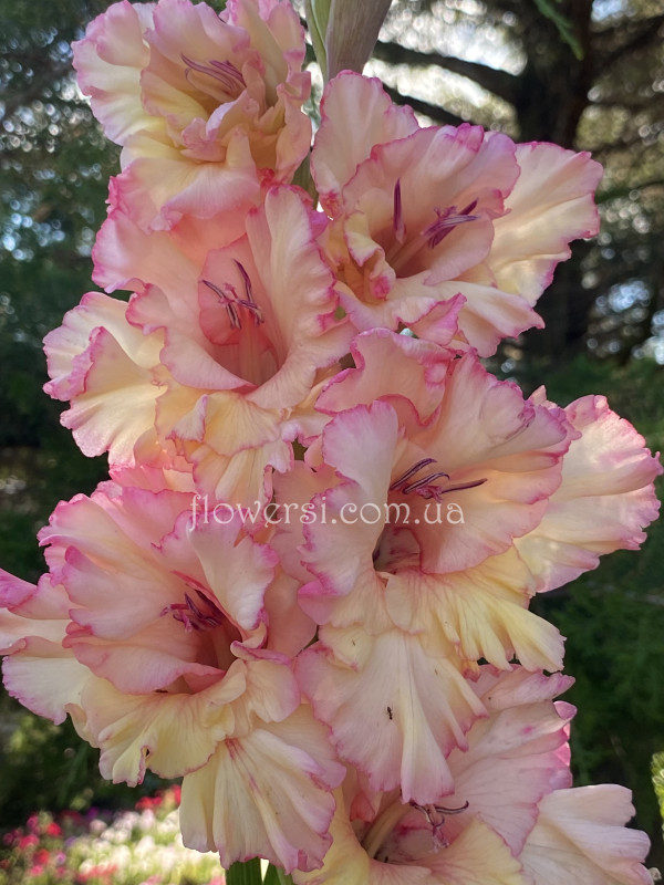 Гладiолус Круживний бант 