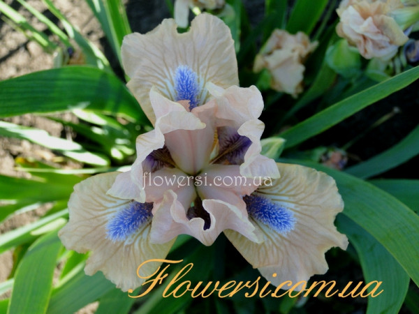 Ирис Какао Пинк (Cocoa Pink) 