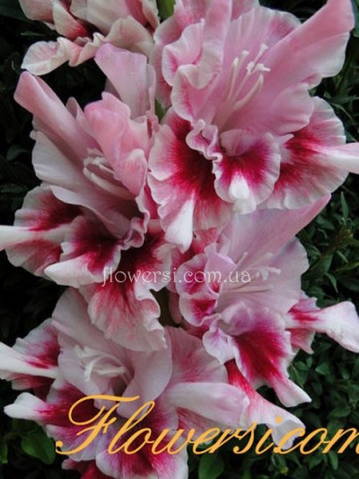 Гладiолус Мерцающіе бабочкі 