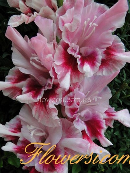 Гладiолус Мерцающіе бабочкі 