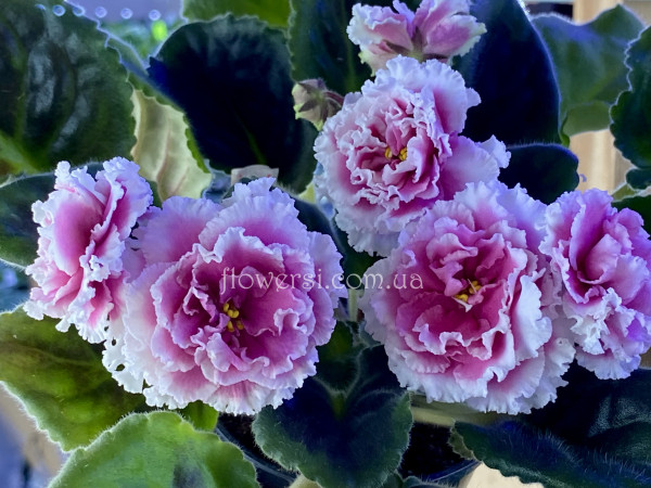 Фіалка ЛФ-Яблочный зефир (спорт)