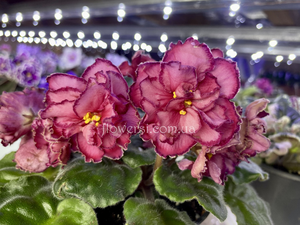 Фіалка ОВ-Солодний Смак