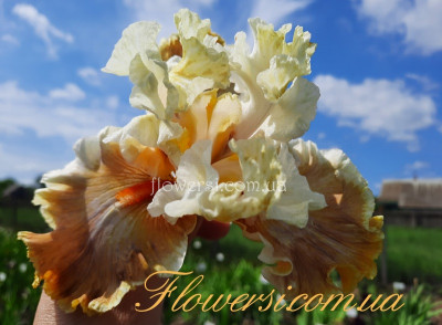 Ірис № 10 (Сіянець Г.Витiвськой)