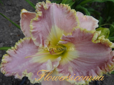 Лілійник Лавендер Туту / Lavender Tutu